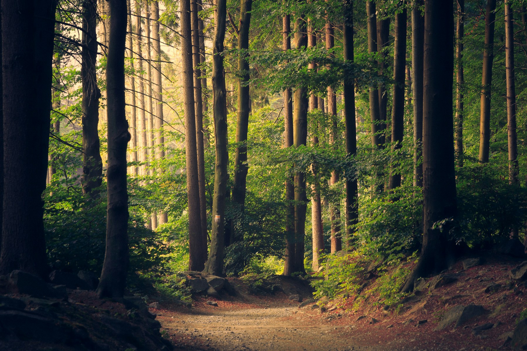 A tranquil forest filled with natural light